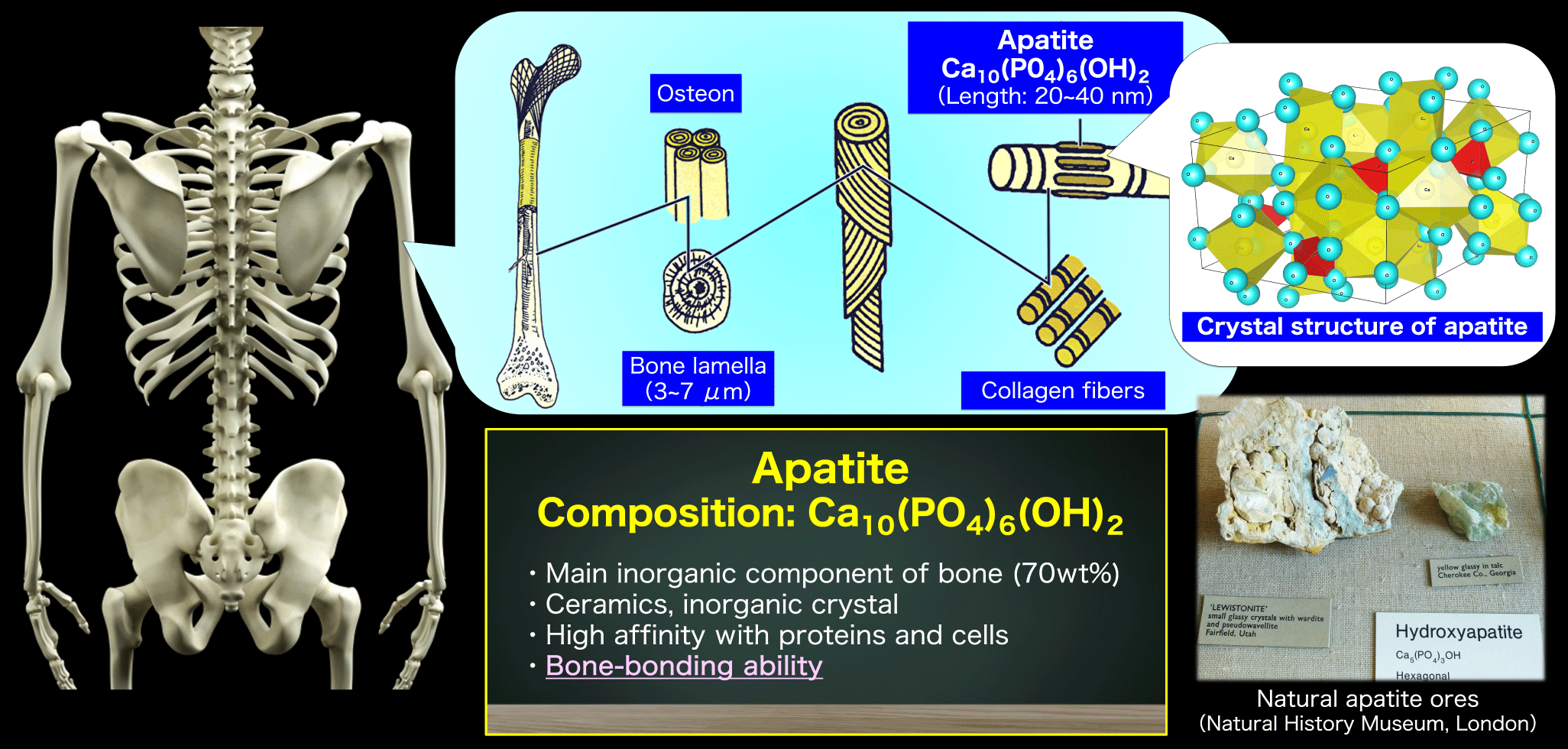 Science of apatite, the skeleton of living organisms