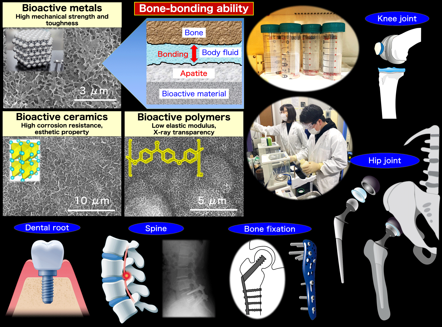 Development of bioactive materials for bone repair